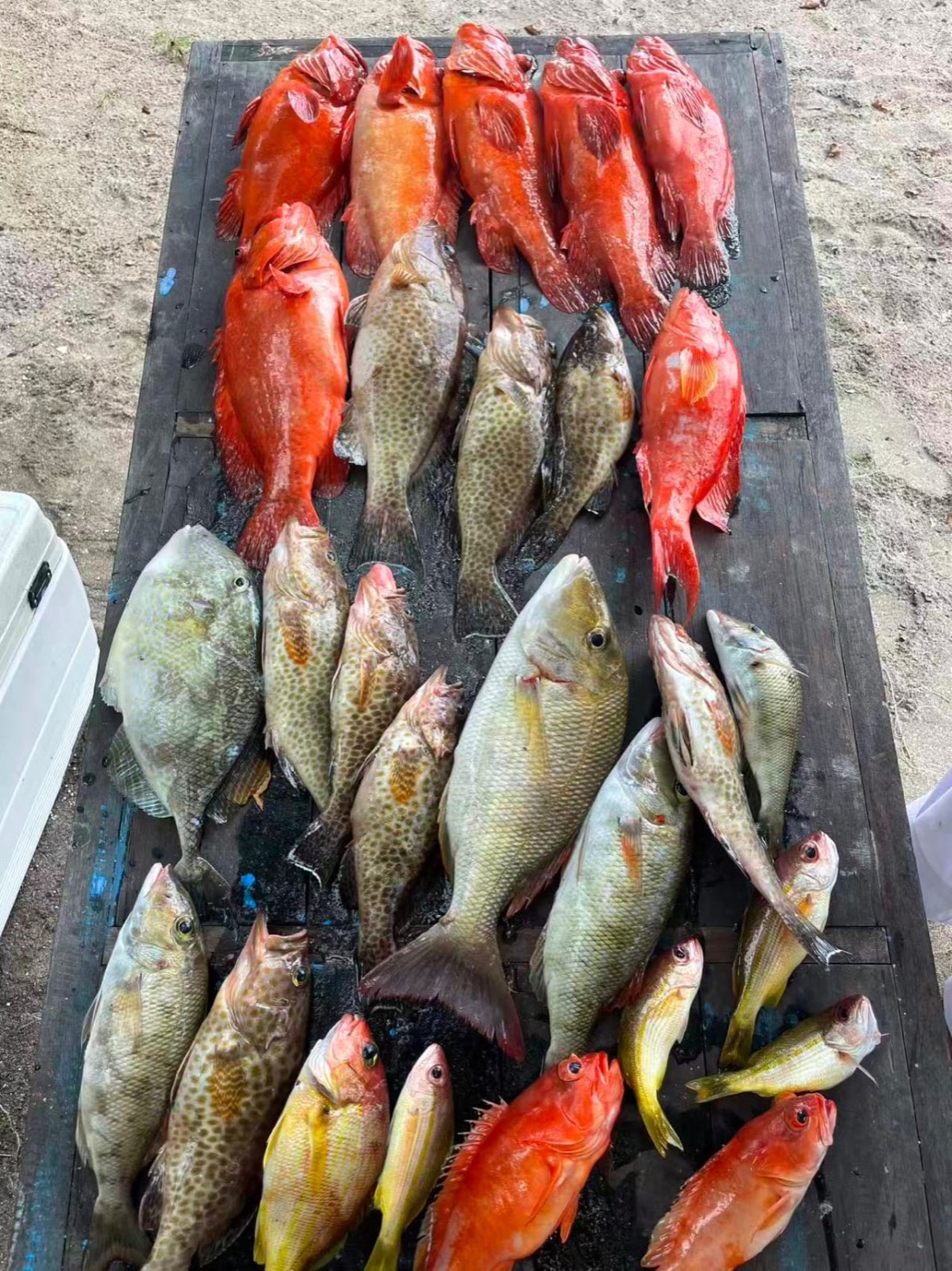 Deep water reds and groupers — Boho Kink Konk fishing charter, Kuta Bali