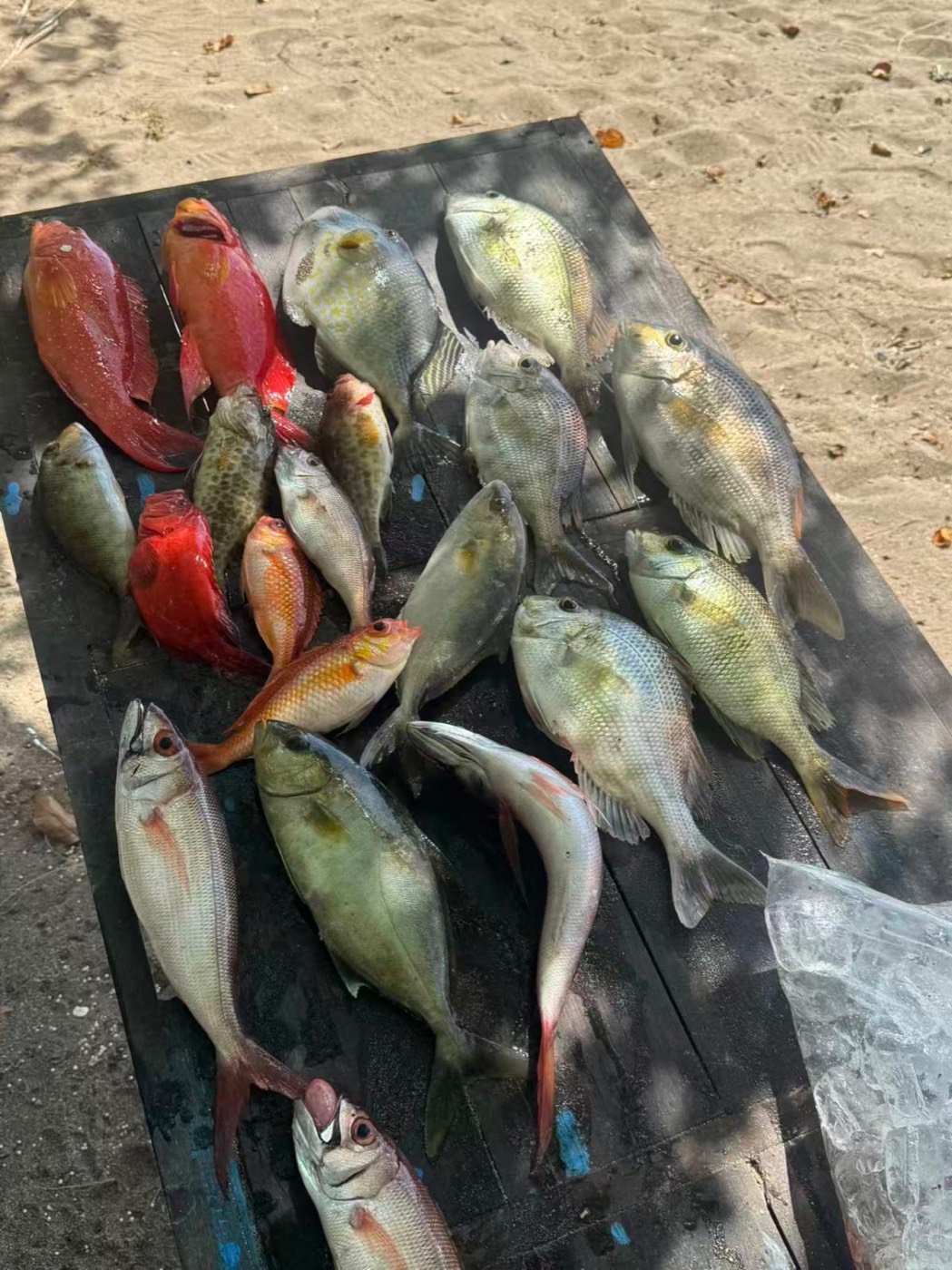 Mixed reef catch on the beach — Boho Kink Konk fishing charter, Kuta Bali