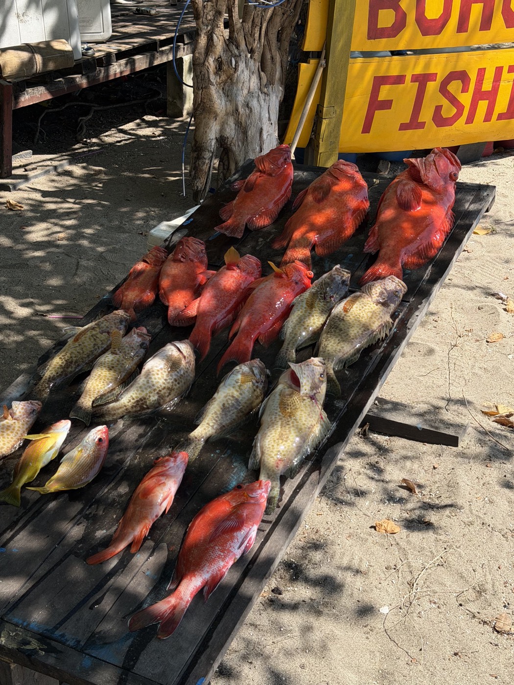 The days catch by our banner — Boho Kink Konk fishing charter, Kuta Bali