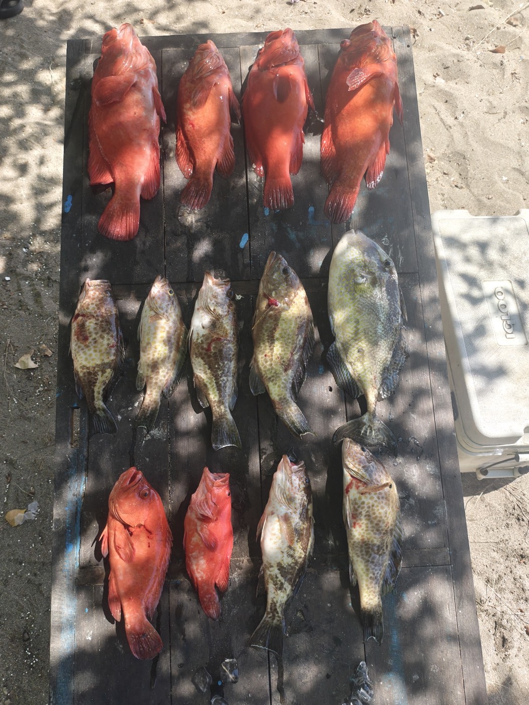 Red groupers and reef fish — Boho Kink Konk fishing charter, Kuta Bali